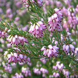 Heath growing information, Heather growing information, How to grow Heather, Heather care, Heath care, Erica carnea, erica darleyensis, calluna vulgaris, Winter heath